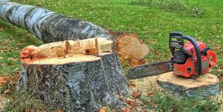 Best Stump Grinding and Removal  in Jacksonville, TX