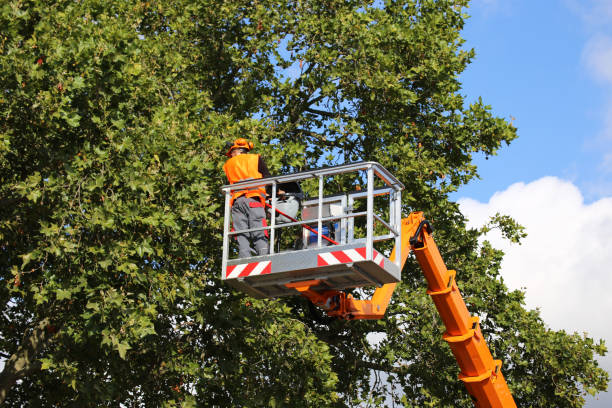 How Our Tree Care Process Works  in  Jacksonville, TX